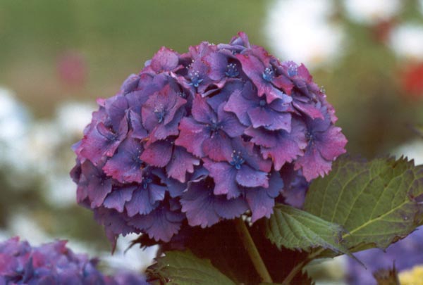 Hydrangea Flower